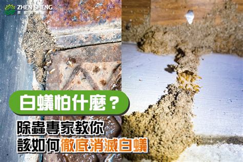 木頭白蟻處理|如何消滅白蟻，白蟻怕什麼？專家教你4大祕訣，擒國先擒王！ 呼。